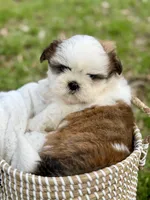 Miss Purple , a female Shih Tzu for sale in Waco, TX – Photo 3 of 5