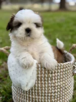 Miss Purple , a female Shih Tzu for sale in Waco, TX – Photo 2 of 5