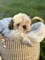 Mr. Red , a male Shih Tzu for sale in Waco, TX – Photo 3 of 6