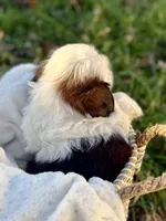 Mr. Red , a male Shih Tzu for sale in Waco, TX – Photo 2 of 6