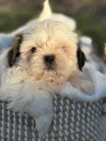Mr. Red , a male Shih Tzu for sale in Waco, TX – Photo 5 of 6