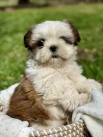 Miss Purple , a female Shih Tzu for sale in Waco, TX – Photo 7 of 7