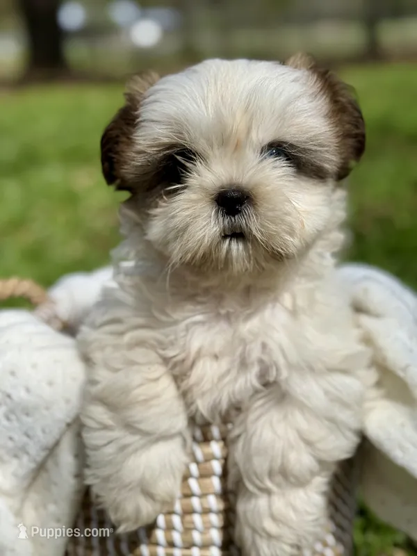 Miss Purple  – Shih Tzu puppy for sale in Waco, TX