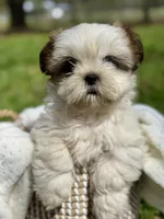 Miss Purple , a female Shih Tzu for sale in Waco, TX – Photo 1 of 7
