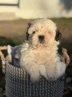 Mr. Red , a male Shih Tzu for sale in Waco, TX – Photo 1 of 6