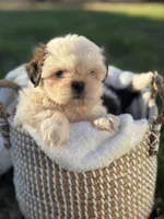 Mr. Red , a male Shih Tzu for sale in Waco, TX – Photo 6 of 6