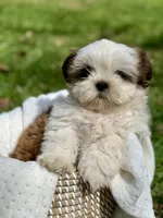 Miss Purple , a female Shih Tzu for sale in Waco, TX – Photo 4 of 7