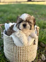 Mr. Blue , a male Shih Tzu for sale in Waco, TX – Photo 7 of 8