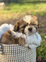 Mr. Blue , a male Shih Tzu for sale in Waco, TX – Photo 1 of 8