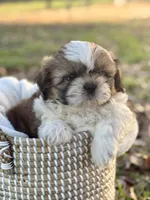 Mr. Blue , a male Shih Tzu for sale in Waco, TX – Photo 2 of 8