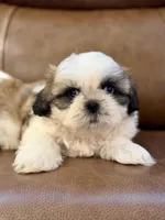 Mr. Orange , a male Shih Tzu for sale in Waco, TX – Photo 3 of 4