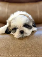 Mr. Orange , a male Shih Tzu for sale in Waco, TX – Photo 4 of 4