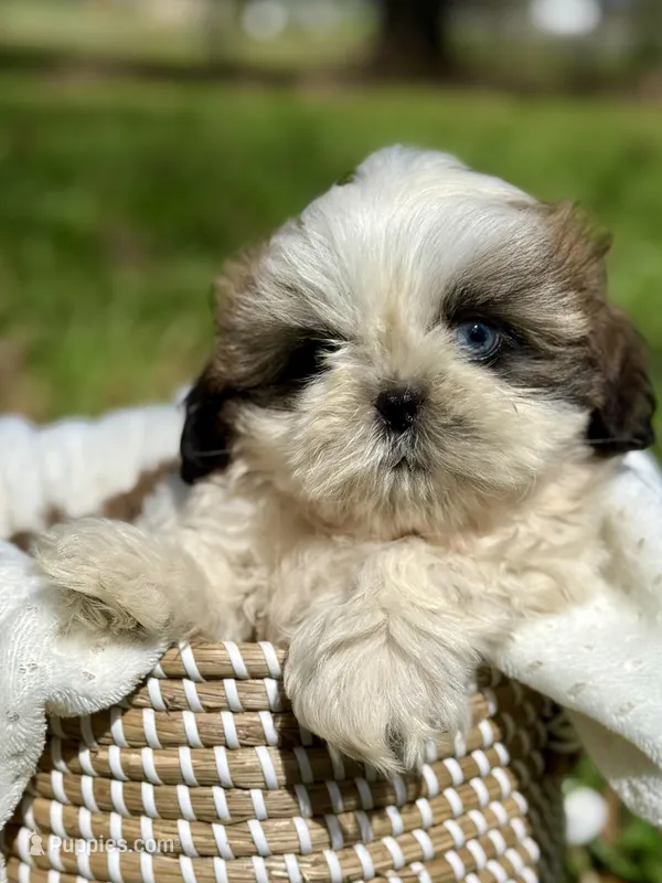 Mr. Orange  – Shih Tzu puppy for sale in Waco, TX