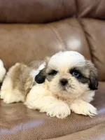 Mr. Orange , a male Shih Tzu for sale in Waco, TX – Photo 2 of 4