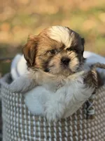 Mr. Blue , a male Shih Tzu for sale in Waco, TX – Photo 5 of 8