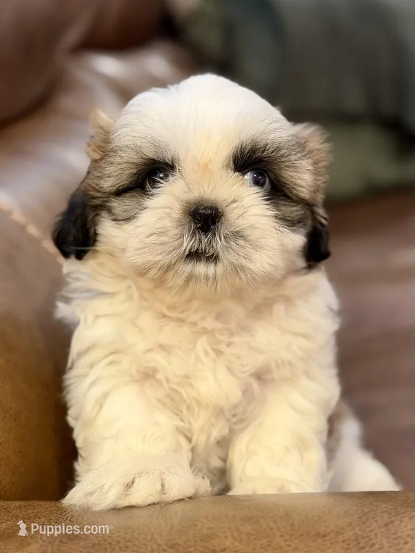 Mr. Orange  – Shih Tzu puppy for sale in Waco, TX