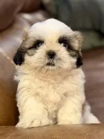 Mr. Orange , a male Shih Tzu for sale in Waco, TX – Photo 1 of 4