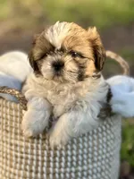 Mr. Blue , a male Shih Tzu for sale in Waco, TX – Photo 3 of 8