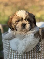 Mr. Blue , a male Shih Tzu for sale in Waco, TX – Photo 6 of 8