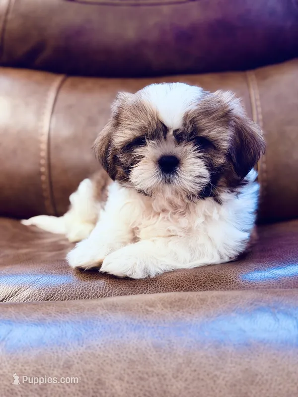 Mr. Blue  – Shih Tzu puppy for sale in Waco, TX