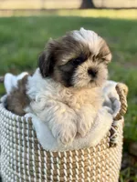 Mr. Blue , a male Shih Tzu for sale in Waco, TX – Photo 4 of 8