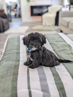 Cookie, a female Havapoo for sale in Bristol, IN – Photo 5 of 6