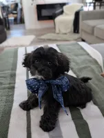 Cookie, a female Havapoo for sale in Bristol, IN – Photo 6 of 6