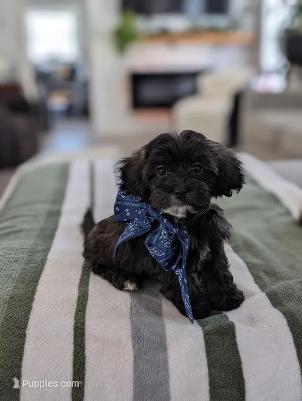 Cookie – Havapoo puppy for sale in Bristol, IN