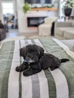 Cookie, a female Havapoo for sale in Bristol, IN – Photo 4 of 6