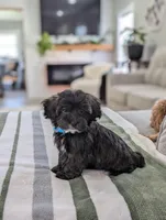 Cookie, a female Havapoo for sale in Bristol, IN – Photo 2 of 6