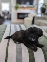 Cookie, a female Havapoo for sale in Bristol, IN – Photo 3 of 6