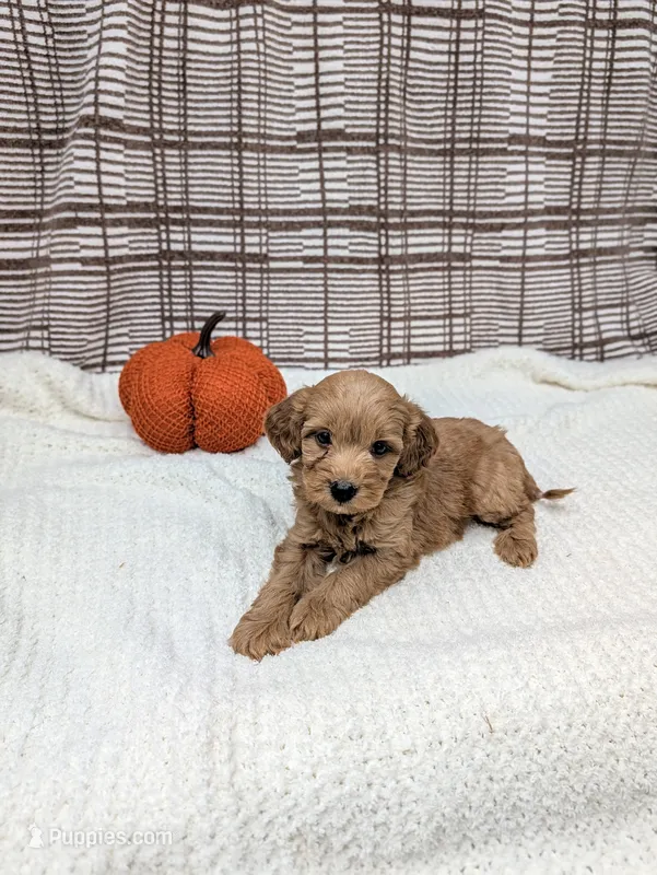Rose – Miniature Goldendoodle puppy for sale in Bristol, IN