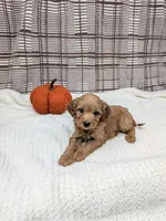 Rose, a male Miniature Goldendoodle for sale in Bristol, IN – 1 of 6