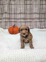Rich, a male Miniature Goldendoodle for sale in Bristol, IN – 2 of 6