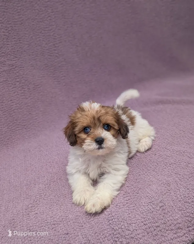 Angel  – Shihpoo puppy for sale in Bristol, IN