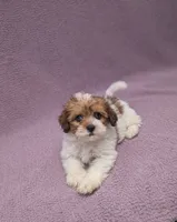 Angel , a female Shihpoo for sale in Bristol, IN – 1 of 7