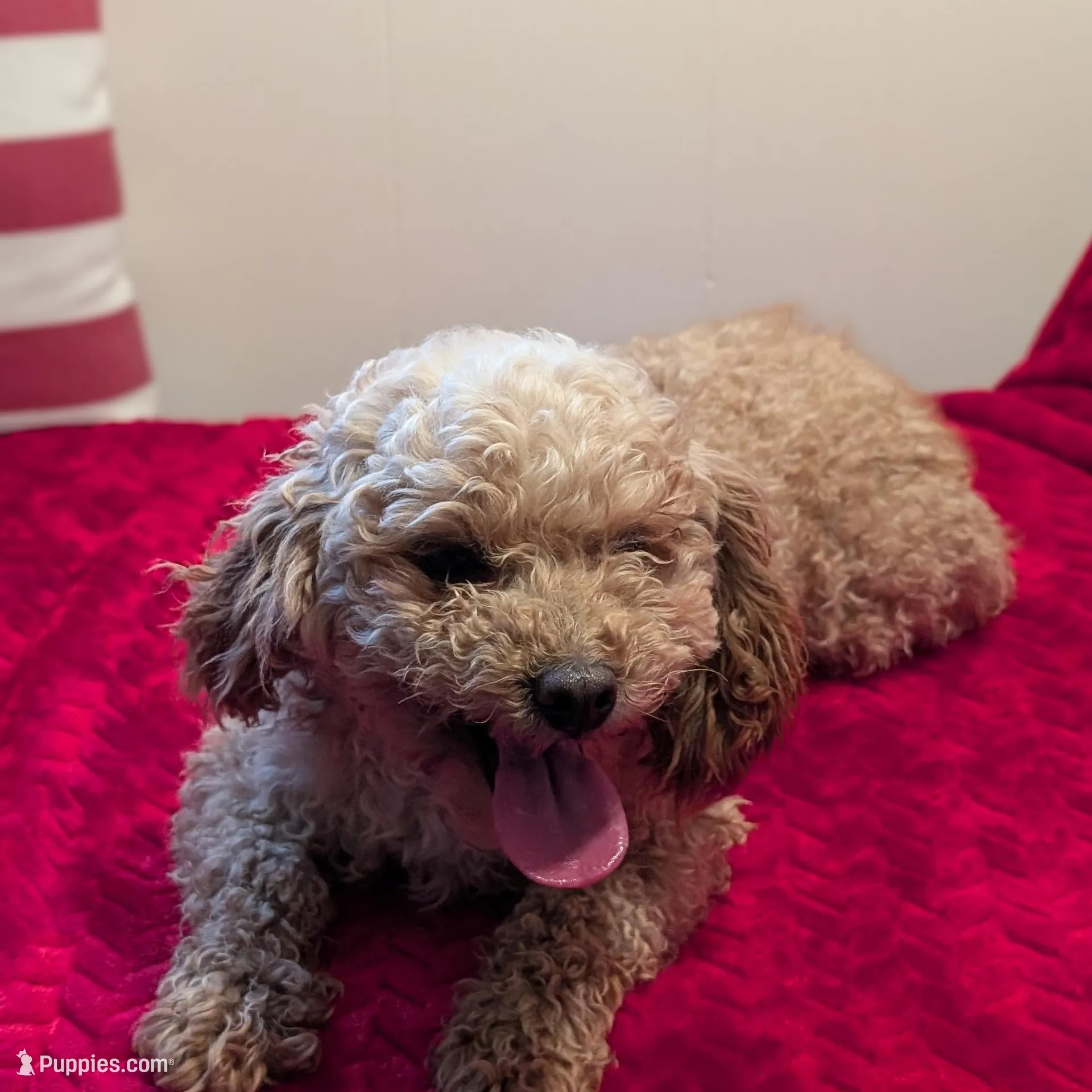 Juniper , a male Shihpoo and Poodle - Toy  for sale in Bristol, IN – Photo 7 of 9