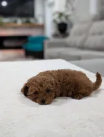 Juniper , a male Shihpoo and Poodle - Toy  for sale in Bristol, IN – Photo 6 of 9
