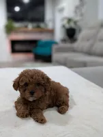 Juniper , a male Shihpoo and Poodle - Toy  for sale in Bristol, IN – Photo 2 of 9