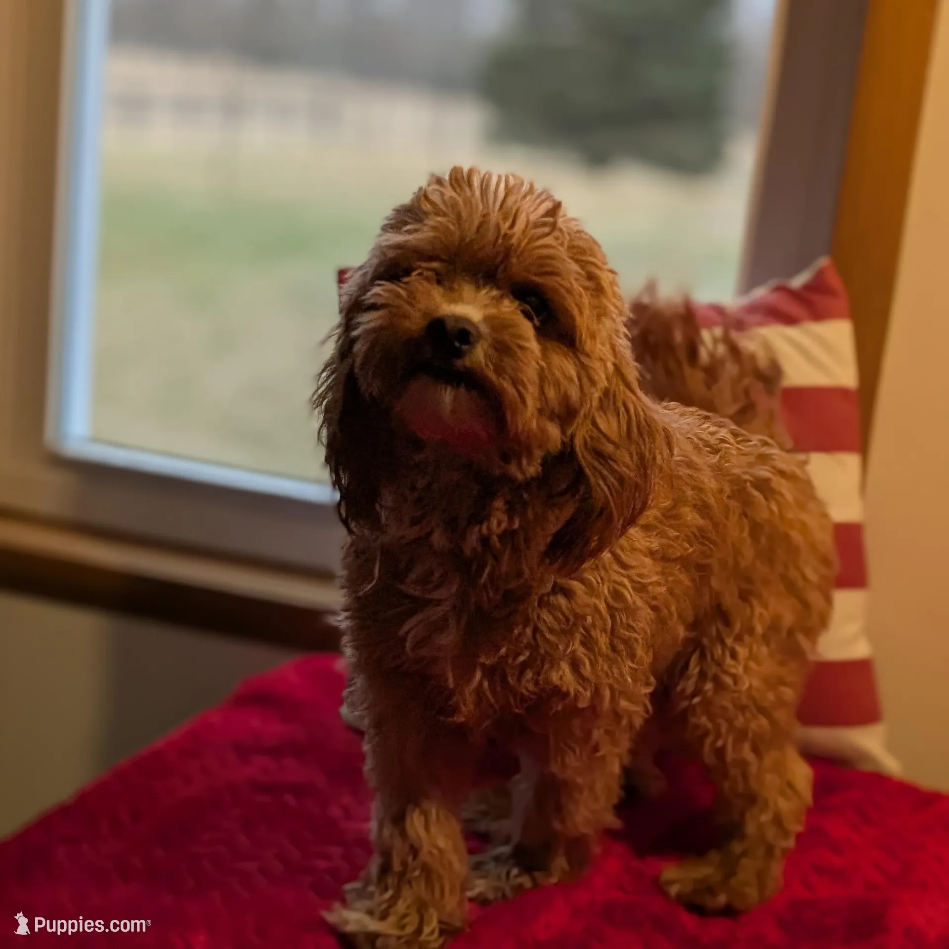Juniper , a male Shihpoo and Poodle - Toy  for sale in Bristol, IN – Photo 8 of 9