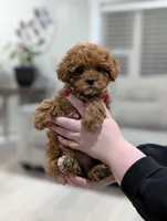 Juniper , a male Shihpoo and Poodle - Toy  for sale in Bristol, IN – Photo 5 of 9
