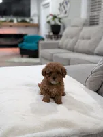 Juniper , a male Shihpoo and Poodle - Toy  for sale in Bristol, IN – Photo 4 of 9