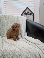 June, a female Poodle - Toy  for sale in Bristol, IN – 5 of 6