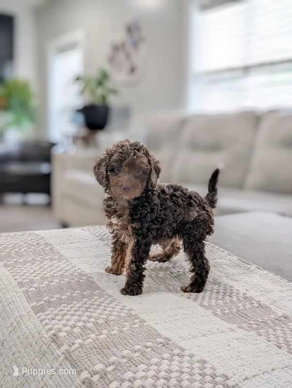 Maverick  – Poodle - Miniature  puppy for sale in Bristol, IN