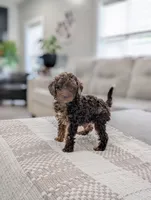 Maverick , a male Poodle - Miniature  for sale in Bristol, IN – 1 of 10