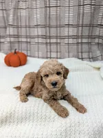 Randle, a male Miniature Goldendoodle for sale in Bristol, IN – 2 of 6