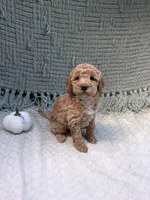 Holly, a female Miniature Goldendoodle for sale in Bristol, IN – 5 of 7