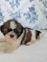 Felicity , a female Shih Tzu for sale in Bristol, IN – 5 of 6