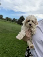 Julie , a female Shihpoo for sale in Bristol, IN – 3 of 10