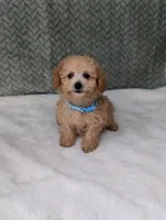 Buckley , a male Poodle - Toy  for sale in Bristol, IN – 2 of 5